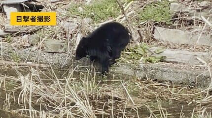 発見から2日…温泉街の“立てこもりクマ” 捕獲され山に放される 福島