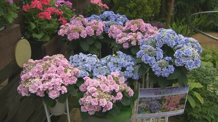 しまね花の郷」「しまね海洋館アクアス」「島根県立美術館」…8つの県立