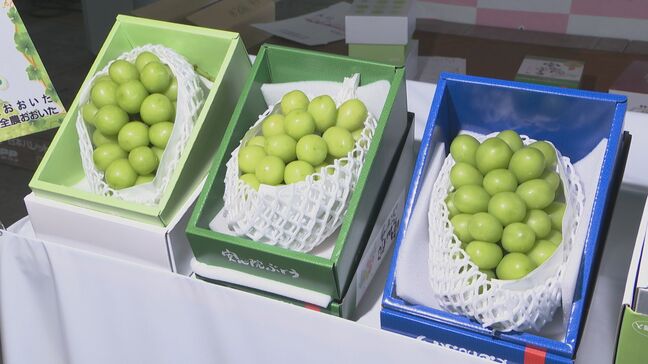 シャインマスカットの初競り、1房10万円 平均価格も過去最高 「安心院ぶどう」旬入り宣言 大分|TBS NEWS DIG