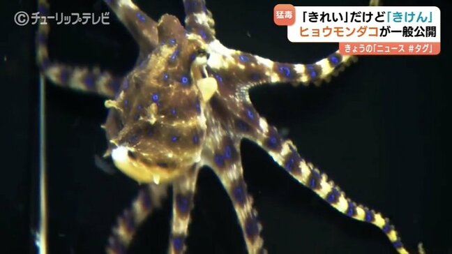 海の”最凶”生物が一般公開 猛毒のヒョウモンダコに子供たちは釘付け 富山県内で初確認 危険知らせる「ヒョウ柄」に注意|TBS NEWS DIG