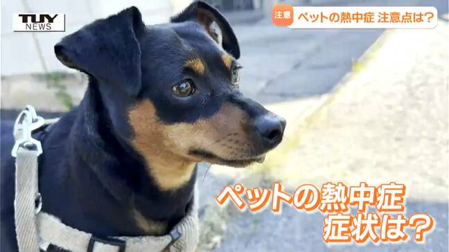 【動画】命にかかわるペットの熱中症…危険な犬の特徴は?熱中症になりやすい理由は?ペット専門の獣医師が指摘するリスク、予防のポイントはコレだ|TBS NEWS DIG