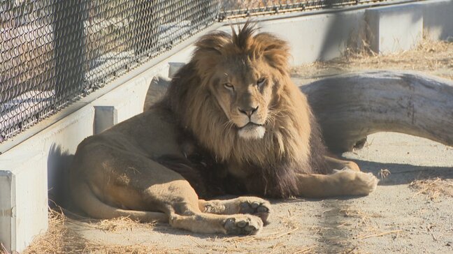 【ニュースのその後】今夏は記録的な暑さ 一転…冬を迎えた動物園の動物たちは今 リニューアルした獣舎の一部も紹介 山梨・甲府市立動物園|TBS NEWS DIG