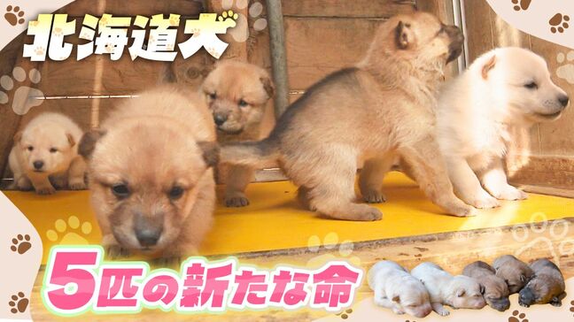 天然記念物《北海道犬》300gの新たな命を次世代へ紡ぐ　かつてはアイヌ民族のクマ猟犬…唯一の血統を守り続ける半世紀の挑戦　年間繁殖数100匹という現実|TBS NEWS DIG