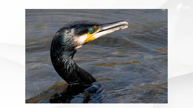 「みんな食われちゃってる」アユ釣りの聖地・狩野川で“カワウ”被害深刻で釣り客は半減 関係者の苦闘続く=静岡|TBS NEWS DIG