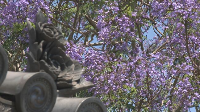 南米の花「ジャカランダ」が寺に咲く 高さ10メートル 例年より1週間早く開花 大分|TBS NEWS DIG