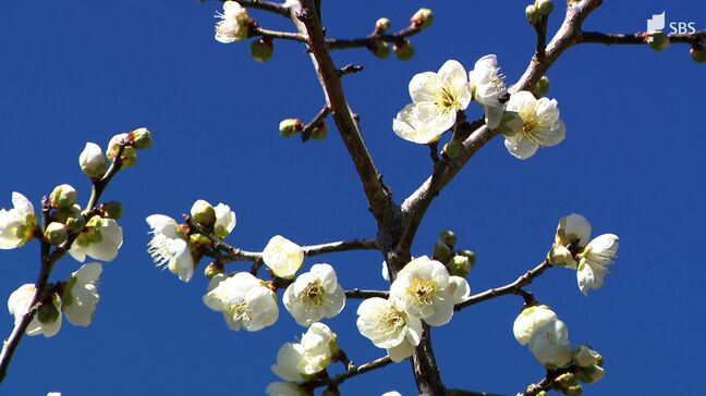 「やっぱきれいだね」立春の静岡市・洞慶院で梅が咲き始める=静岡市・葵区|TBS NEWS DIG