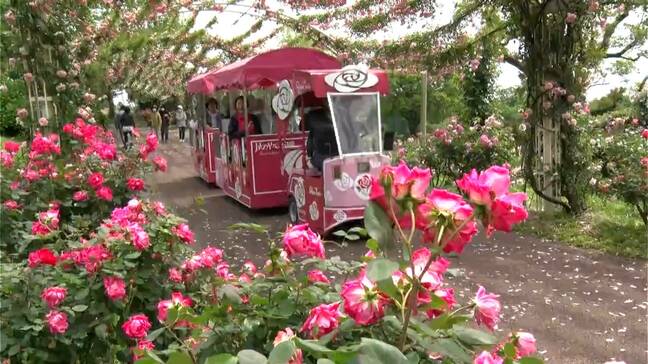 「かのやばら祭り」3万5,000株のバラ見ごろ 6月1日まで開催 鹿児島・鹿屋市|TBS NEWS DIG