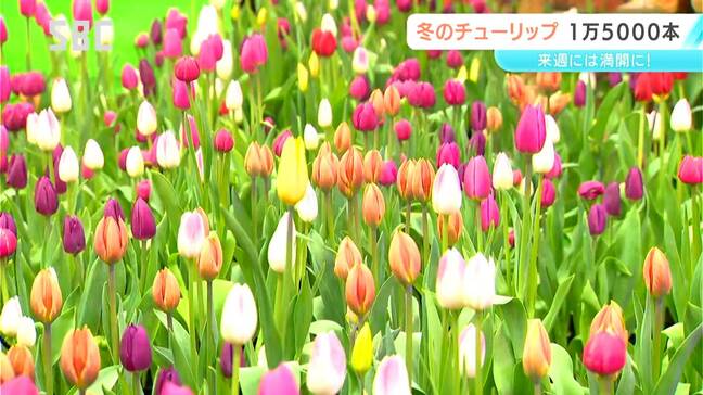 1万5000本の「アイスチューリップ」咲き始める　安曇野市の国営アルプスあづみの公園　球根を冷蔵し開花時期を早める　長野|TBS NEWS DIG