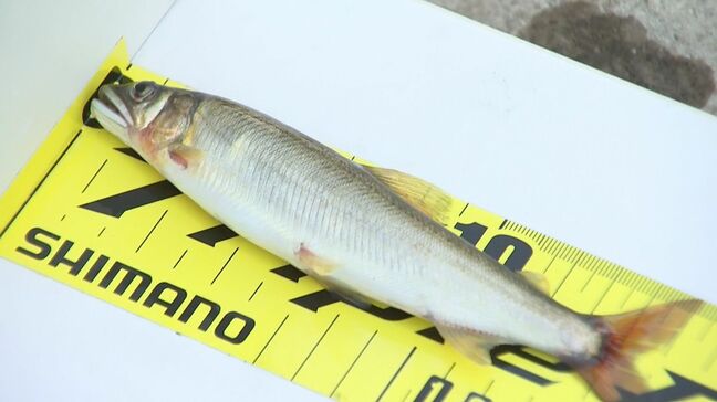 筑後川水系のアユを調査　生育数は例年並み、サイズやや小ぶり　大分・日田市|TBS NEWS DIG