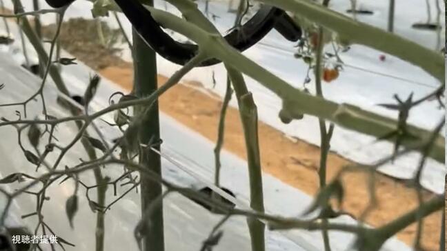 「トマトの実がつかない…」猛暑の爪痕、ヘタだけのトマトハウスに農家が悲鳴|TBS NEWS DIG