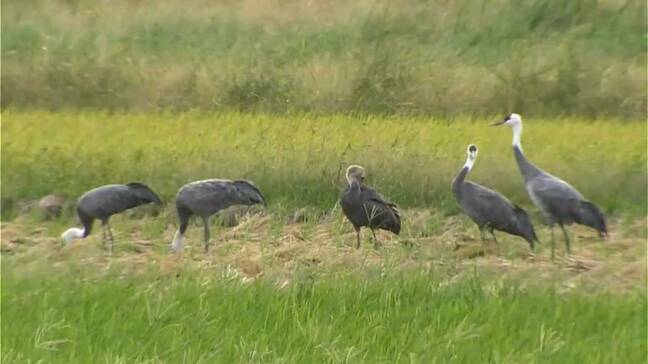 出水平野に冬の訪れを告げるツル第一陣・今季初飛来　鹿児島|TBS NEWS DIG