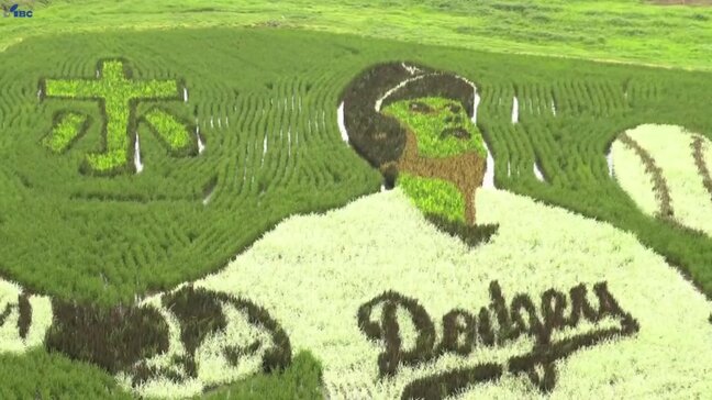 ドジャース・大谷翔平選手の地元の水田で田んぼアート見頃 展望台に「一目見たい」と大谷ファンつめかける 岩手・奥州市|TBS NEWS DIG