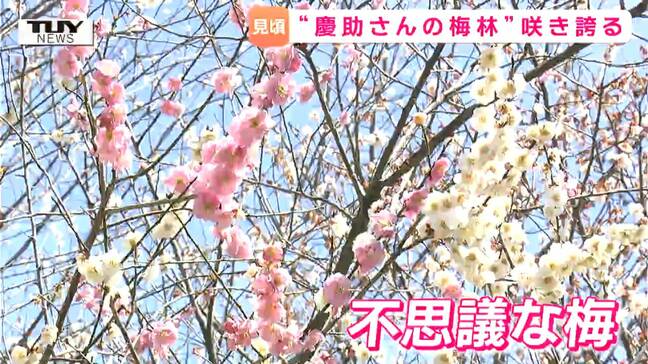 長井市の「慶助さんの梅林」が見ごろ 1本の木に2色の花? 中には不思議な梅も(山形)|TBS NEWS DIG