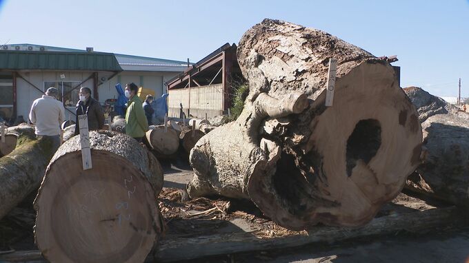 天然記念物・樹齢700年以上の大ケヤキも… 県森林組合連合会「初市」　|　石川県のニュース｜MRO北陸放送
