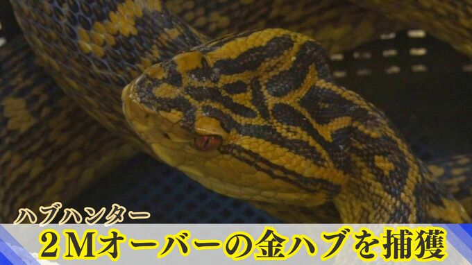 年間2000匹を捕獲するハブハンター　衝撃のヤンバルクイナ丸のみハブの次は、2メートル超の巨大ハブを捕獲　|　沖縄のニュース｜RBC 琉球放送