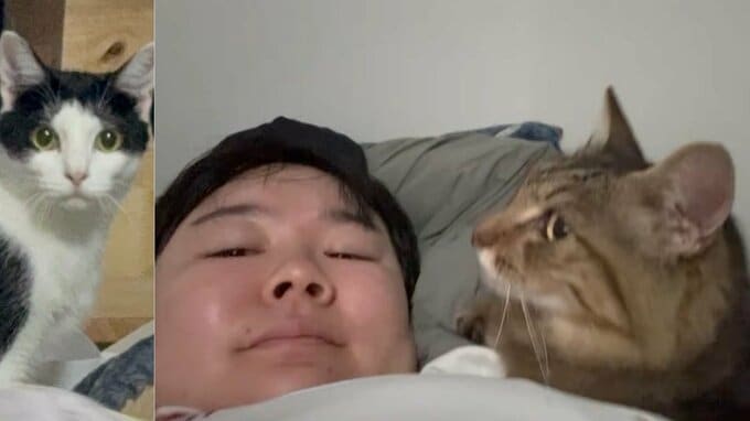 【 やす子 】保護猫3匹目「コタ」4匹目「ヘチマ」を紹介　千葉に移住し保護猫9匹と暮らす〝飼い主がお迎えに来なかった子〟など背景も説明|TBS NEWS DIG