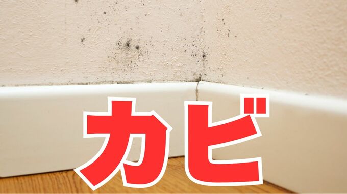 【大掃除】「カビはゴシゴシ洗ってはダメ！」“壁紙の裏” “詰め込みすぎたクローゼット”など「見えない場所」にカビの可能性が！「換気と拭き掃除を」|TBS NEWS DIG