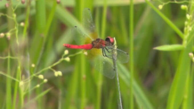 世界一小さいトンボの仲間「ハッチョウトンボ」舞う　島根県浜田市　|　BSSニュース | BSS山陰放送