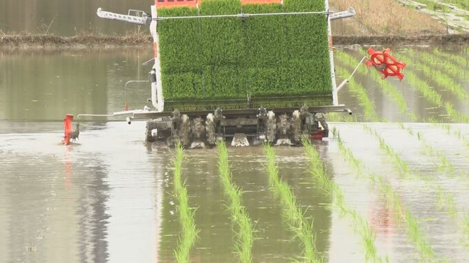 冬場のコスモスを肥料に活用　県内有数の米どころ“名護市羽地”の田んぼで1期作植え付け|TBS NEWS DIG