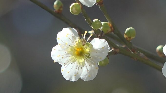 「玉帝梅（ぎょくていばい）」をご存じ？　珍しい梅がほころび始める　“花の寺”放光寺　|　山梨のニュース | ＵＴＹテレビ山梨