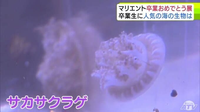 「クラゲ」が253票を集め今年も最も人気が高かった海の生き物に　1000人以上の小中学校の卒業生へのアンケートを元に人気の生き物を展示　青森県八戸市の水産科学館マリエントで「卒業おめでとう展」|TBS NEWS DIG