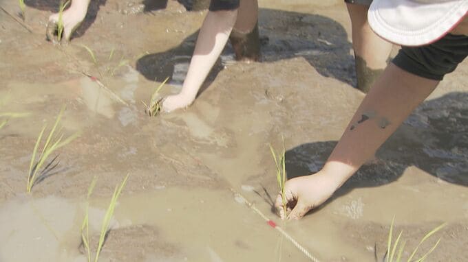 米作りの大変さを実感してほしい　児童が田植え　育ったらみんなでもちつき　山口・周南|TBS NEWS DIG