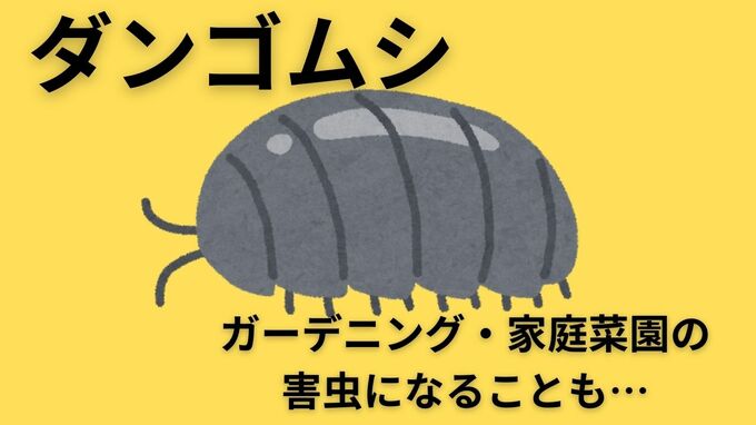 ダンゴムシは「ガーデニングや家庭菜園の害虫」でもあった　越冬するダンゴムシを減らすには「厳寒」のいまがチャンス|TBS NEWS DIG