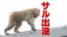 静岡市の住宅地や小学校でサルの目撃情報相次ぐ　市、刺激したり食べ物を与えたりしないで　|　静岡のニュース | SBSNEWS | 静岡放送