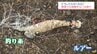 漁船の安全や地域の負担にも直結…　宮崎の漁港に相次ぐごみポイ捨て　景観と環境を守る第一歩とは？　|　MRTニュース ｜ ＭＲＴ宮崎放送