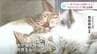 「利益より命救う」ペットショップが犬猫の“譲渡会場”に 愛護団体も「びっくり」　|　高知のニュース・天気｜KUTV NEWS | KUTVテレビ高知