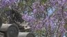 南米の花「ジャカランダ」が寺に咲く　高さ10メートル　例年より1週間早く開花　大分　|　大分のニュース｜OBS NEWS｜大分放送