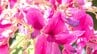山口県“萩市”名前の由来にも　ハギの花・トンネル見頃　|　山口のニュース・天気・防災｜tys NEWS｜ｔｙｓテレビ山口