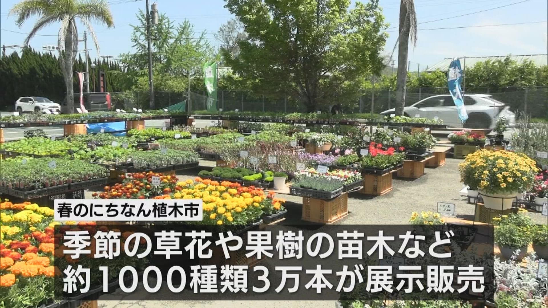 春のにちなん植木市 | MRTニュース ｜ MRT宮崎放送