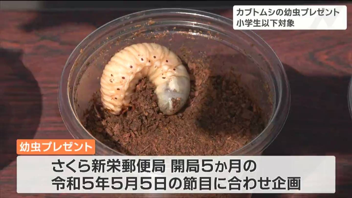 郵便局開局5か月“令和5年5月5日”に「カブトムシの幼虫」を子どもたちに
