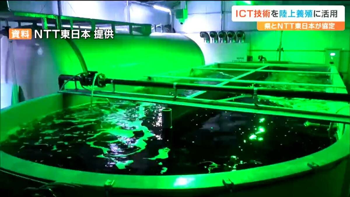 陸上養殖試験水槽「ONEパレット水槽」 水槽のカメラなどで泳いでいる魚のサイズを計測」陸上養殖にICT技術を