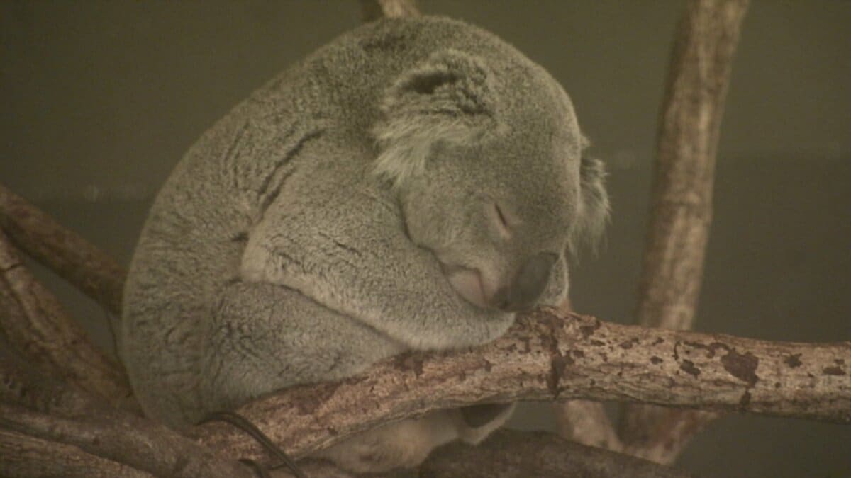 ⭐︎コアラ⭐︎ img_1c73d39de48cafa9259316e39c