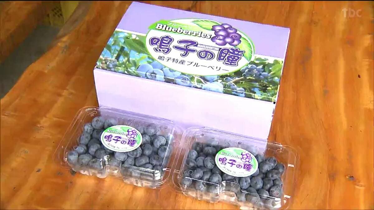 粒大きく甘味も十分」青くかがやく旬の果実が収穫最盛期 宮城・大崎市