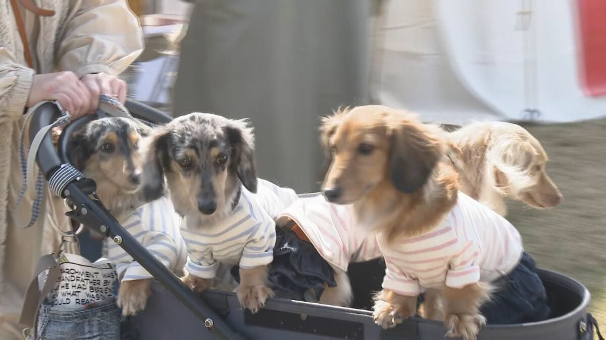 日本最大級 屋外複合型ドッグフェス「わんだふる山口2025」 山口市