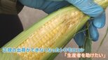 おトクな理由は「悪天候」?“キズあり野菜”に大行列!オープン1時間で売り切れ|TBS NEWS DIG