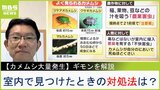 「カメムシの臭さでカメムシ自身が死ぬ」は本当！大量発生中の『カメムシ』は室内で見つけたら「ビンで捕獲」がオススメ　専門家が解説|TBS NEWS DIG