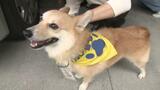 その名も「わん巡査」!! 犬のおまわりさん22匹が地域を見守るワン! | 愛媛のニュース - Nスタえひめ|あいテレビは6チャンネル