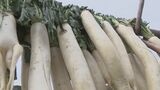 60年以上続く地元の味　阿品たくあん用ダイコン準備　|　山口のニュース・天気・防災｜tys NEWS｜ｔｙｓテレビ山口