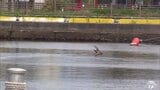 「シカが海を泳いでいる」青森港の水面を動く“ツノ” 海上保安部の救出劇もむなしく衰弱して死ぬ | 青森のニュース│ATV NEWS│青森テレビ