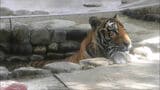国内最高齢のアムールトラ「カイ」死ぬ 福岡市動物園、トラ舎の前に献花台設置 | 福岡のニュース|RKB NEWS|RKB毎日放送