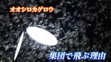 季節外れの吹雪⁉ 橋の通行をためらうほどの”カゲロウ乱舞” 「大量発生」という生存戦略に驚愕 | 岡山・香川のニュース | 天気 | RSK山陽放送