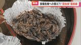 「見なければ、塩味の効いたエビですね」 食用コオロギの生産工場に潜入　1か月で成長、たんぱく質の割合は肉の3倍　食糧難の救世主となるのか【大石が聞く】|TBS NEWS DIG