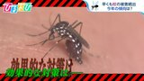 早くも「蚊」の被害続出！『早い・多い・しつこい』今年の蚊の傾向を専門家が解説【ひるおび】|TBS NEWS DIG