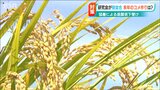 「コシヒカリ以外の栽培を増やすことも必要…」等級低下で研究会 コシヒカリ1等米は4% 新潟|TBS NEWS DIG