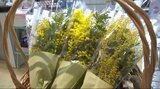 愛や幸福の象徴ミモザを買い物客に「お母さんに渡して日ごろの感謝の気持ちを伝えたい」8日の国際女性デーに合わせて花束をプレゼント|TBS NEWS DIG