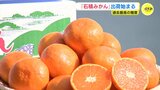 過去最高の糖度　高級ミカン「石積みかん」の出荷始まる　|　RCC NEWS | 広島ニュース | RCC中国放送